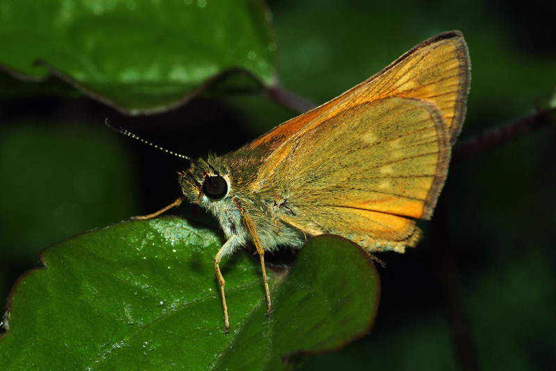 Da determinare 4 - Ochlodes sylvanus
